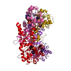 Example Structure of prephenate dehydrogenase EC#: 1.3.1.12