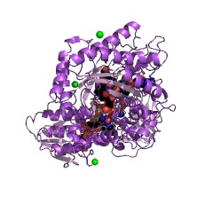 Example Structure of 2,4-dienoyl-CoA reductase (NADPH) EC#: 1.3.1.34