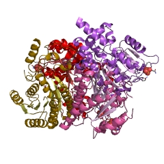 Example Structure of trans-2-enoyl-CoA reductase (NADPH) EC#: 1.3.1.38