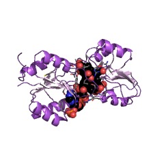 Example Structure of precorrin-6A reductase EC#: 1.3.1.54