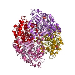 Example Structure of crotonyl-CoA reductase EC#: 1.3.1.86