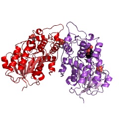 Example Structure of iridoid synthase EC#: 1.3.1.99
