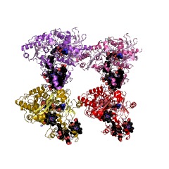 Example Structure of fumarate reductase (quinol) EC#: 1.3.5.4