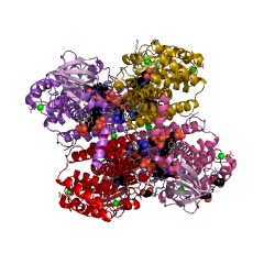 Example Structure of 2-methyl-branched-chain-enoyl-CoA reductase EC#: 1.3.8.5