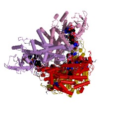 Example Structure of medium-chain acyl-CoA dehydrogenase EC#: 1.3.8.7
