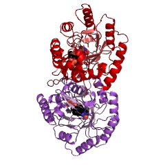 Example Structure of dihydroorotate dehydrogenase (fumarate) EC#: 1.3.98.1