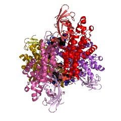 Example Structure of isovaleryl-CoA dehydrogenase EC#: 1.3.99.10