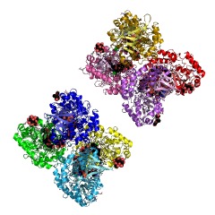 Example Structure of 3-oxosteroid 1-dehydrogenase EC#: 1.3.99.4