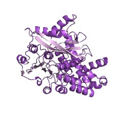 Example Structure of glutamate dehydrogenase EC#: 1.4.1.2