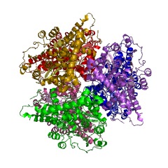 Example Structure of glutamate dehydrogenase (NADP+) EC#: 1.4.1.4
