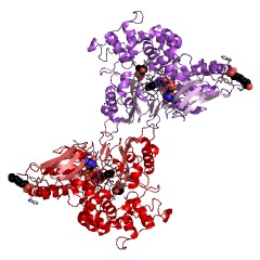 Example Structure of L-lysine oxidase EC#: 1.4.3.14
