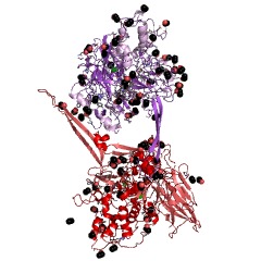 Example Structure of L-lysine 6-oxidase EC#: 1.4.3.20