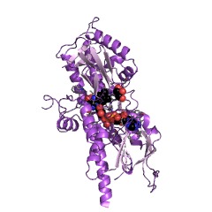 Example Structure of N1-acetylpolyamine oxidase EC#: 1.5.3.13