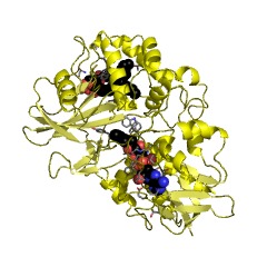 Example Structure of (S)-6-hydroxynicotine oxidase EC#: 1.5.3.5