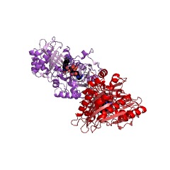 Example Structure of (R)-6-hydroxynicotine oxidase EC#: 1.5.3.6