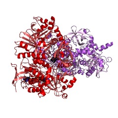 Example Structure of dimethylglycine dehydrogenase EC#: 1.5.8.4