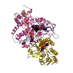 Example Structure of NAD(P)+ transhydrogenase (ferredoxin) EC#: 1.6.1.4