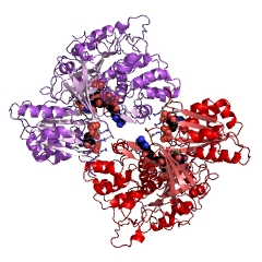 Example Structure of NADPH-hemoprotein reductase EC#: 1.6.2.4