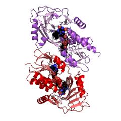 Example Structure of renalase EC#: 1.6.3.5