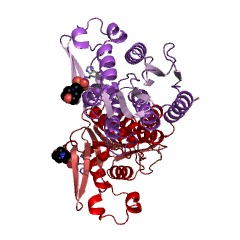 Example Structure of dihydropteridine reductase EC#: 1.6.99.7