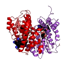 Exemple de structure de la méthionine synthase EC #: 2.1.1.13