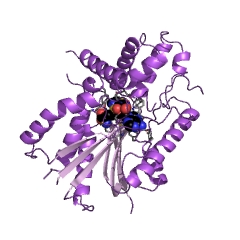 Example Structure of caffeine synthase EC#: 2.1.1.160