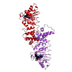 Example Structure of 18S rRNA (adenine1779-N6/adenine1780-N6)-dimethyltransferase EC#: 2.1.1.183