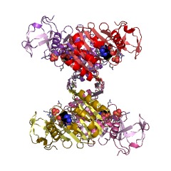 Example Structure of tRNA (adenine57-N1/adenine58-N1)-methyltransferase EC#: 2.1.1.219