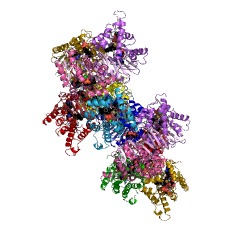 Example Structure of geranyl diphosphate 2-C-methyltransferase EC#: 2.1.1.255