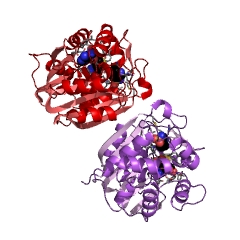 Example Structure of phenylethanolamine N-methyltransferase EC#: 2.1.1.28