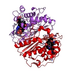 Example Structure of thymidylate synthase EC#: 2.1.1.45