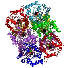 Example Structure of 3-methyl-2-oxobutanoate hydroxymethyltransferase EC#: 2.1.2.11