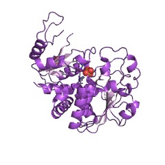 Example Structure of N-acetylornithine carbamoyltransferase EC#: 2.1.3.9