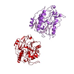 Example Structure of scyllo-inosamine-4-phosphate amidinotransferase EC#: 2.1.4.2