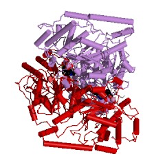 Example Structure of transketolase EC#: 2.2.1.1