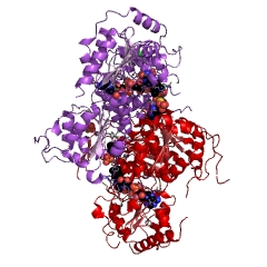 Example Structure of acetolactate synthase EC#: 2.2.1.6