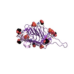 Example Structure of polysialic-acid O-acetyltransferase EC#: 2.3.1.136