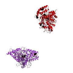 Example Structure of carnitine O-octanoyltransferase EC#: 2.3.1.137