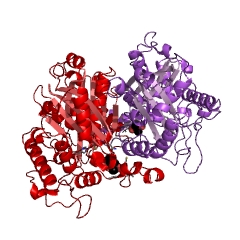 Example Structure of acetyl-CoA C-acyltransferase EC#: 2.3.1.16