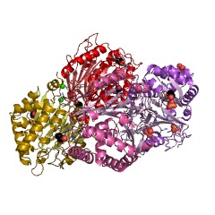 Example Structure of isopenicillin-N N-acyltransferase EC#: 2.3.1.164