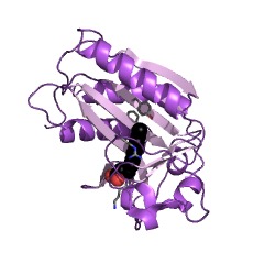 Example Structure of lipoyl(octanoyl) transferase EC#: 2.3.1.181
