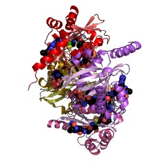 Example Structure of N-terminal L-serine Nalpha-acetyltransferase NatD EC#: 2.3.1.257