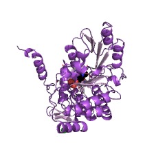 Example Structure of serine C-palmitoyltransferase EC#: 2.3.1.50