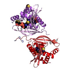 Example Structure of diamine N-acetyltransferase EC#: 2.3.1.57