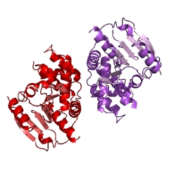 Example Structure of fatty-acid synthase system EC#: 2.3.1.85