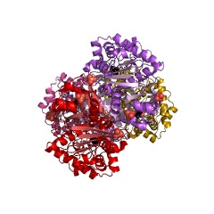 Example Structure of acetyl-CoA C-acetyltransferase EC#: 2.3.1.9