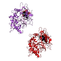 Example Structure of glycylpeptide N-tetradecanoyltransferase EC#: 2.3.1.97