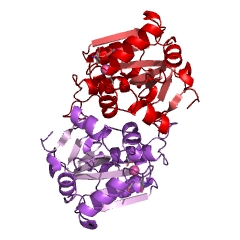 Example Structure of glutathione gamma-glutamylcysteinyltransferase EC#: 2.3.2.15