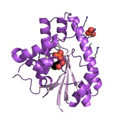 Example Structure of cyclo(L-leucyl-L-phenylalanyl) synthase EC#: 2.3.2.20