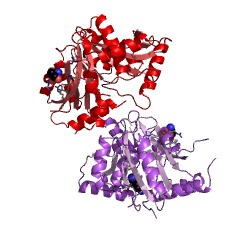 Example Structure of lysyltransferase EC#: 2.3.2.3
